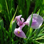 Iris ensata (Edens Charm) Japanese Iris